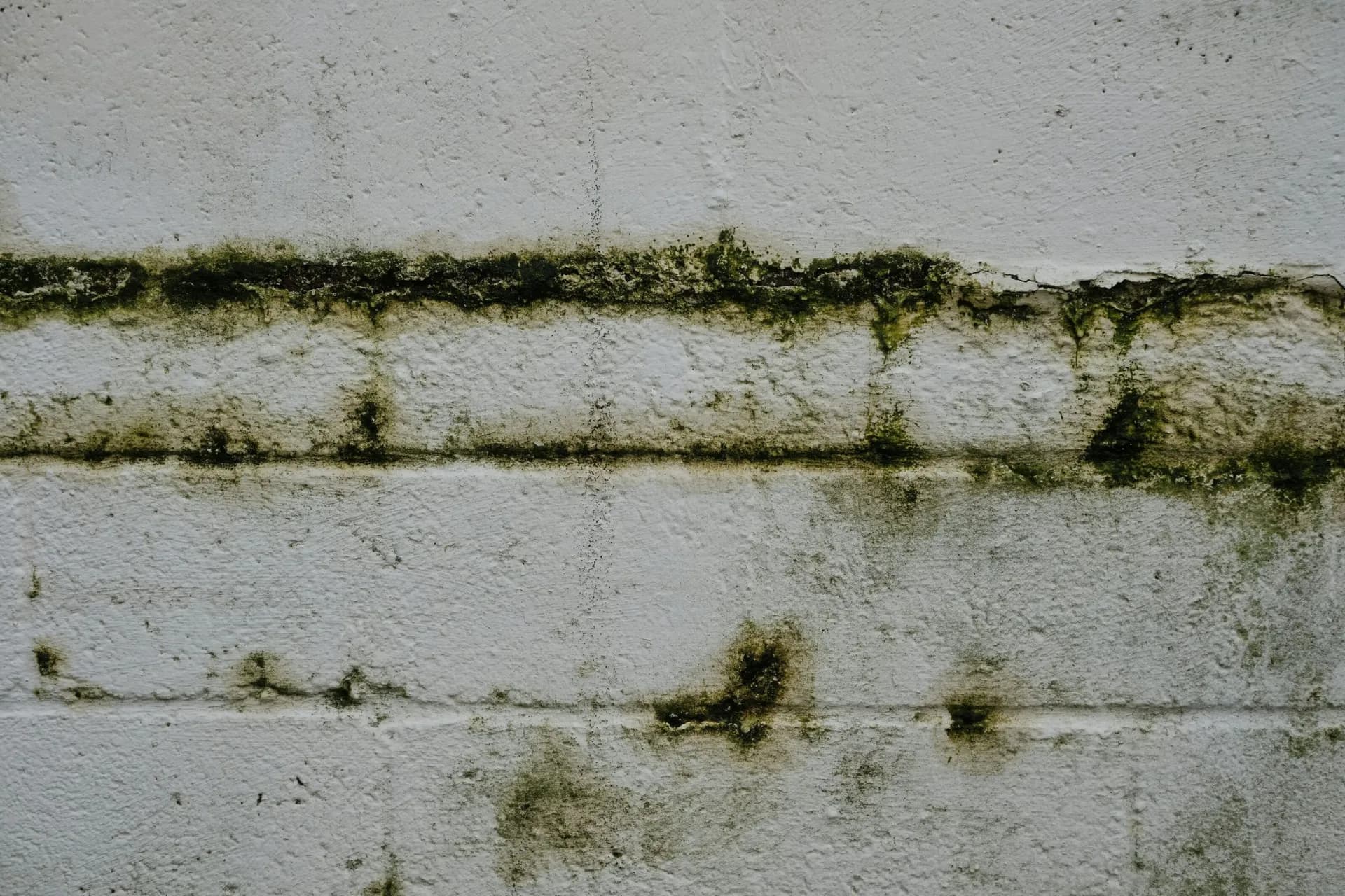 Complete Anti-Mould Painting Solutions